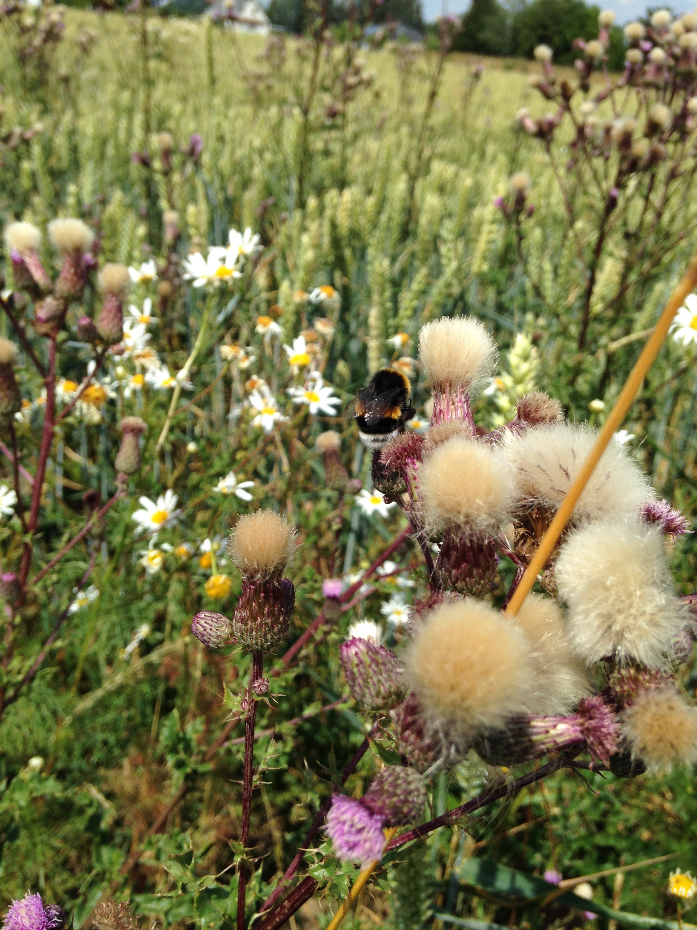 Bombus terrestris-complex pollinating Cirsium arvense