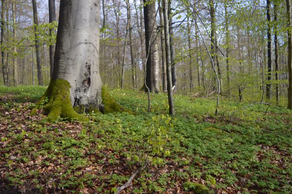 Biodiversity Exploratories, Hainich National Park, Thuringia, Germany. Photo: Kezia Goldmann/UFZ Biodiversity Exploratories, Hainich National Park, Thuringia, Germany. Photo: Kezia Goldmann/UFZ