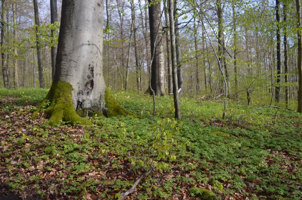 Biodiversity Exploratories, Hainich National Park, Thuringia, Germany. Photo: Kezia Goldmann/UFZ