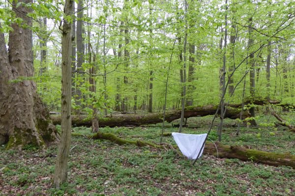 Biodiversity Exploratories, Hainich National Park, Thuringia, Germany. Cross window trap for insects. Photo: Beatrix Schnabel/UFZ Biodiversity Exploratories, Hainich National Park, Thuringia, Germany. Cross window trap for insects. Photo: Beatrix Schnabel/UFZ