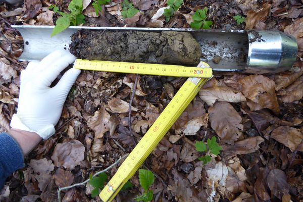 Biodiversity Exploratories, Hainich National Park, Thuringia, Germany. Soil core. Photo: Beatrix Schnabel/UFZ