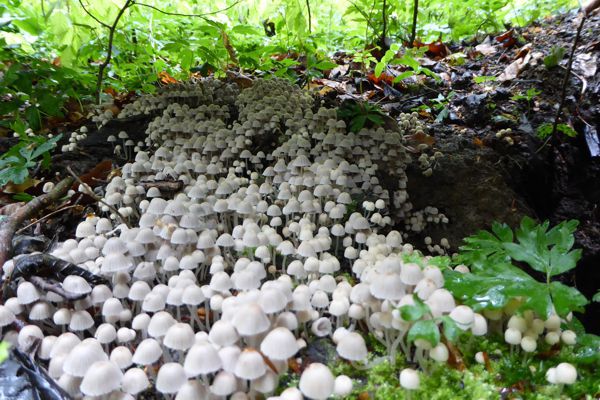 Biodiversity Exploratories, Hainich National Park, Thuringia, Germany. Photo: Beatrix Schnabel/UFZ