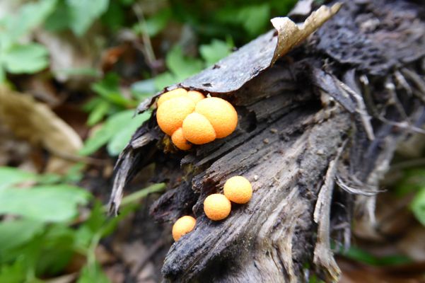 Biodiversity Exploratories, Hainich National Park, Thuringia, Germany. Fungi on dead wood. Photo: Beatrix Schnabel/UFZ
