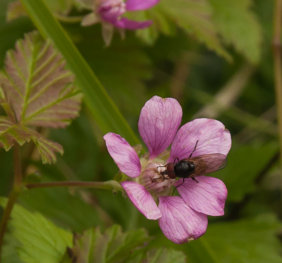 Pollinator