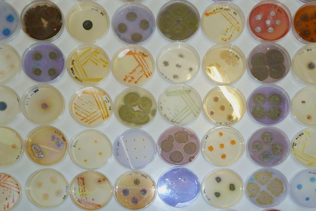 Diversity of soil bacteria and fungi. Photo: Thomas Reitz/UFZ Diversity of soil bacteria and fungi. Photo: Thomas Reitz/UFZ