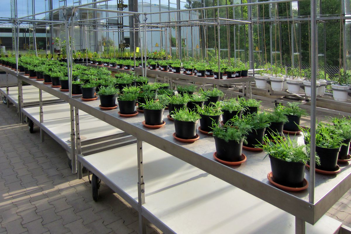 Pot experiment to study bacterial dynamics in soils. Photo: Thomas Reitz/UFZ