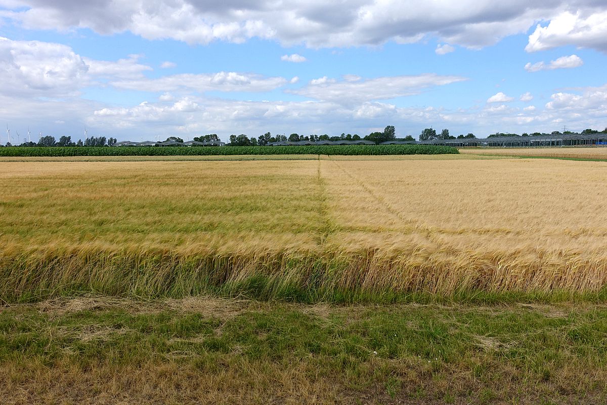 Field experiment to study the relationship between microbes, soil nutrients and plants. Limitation of phosphorus leads to a strong maturation delay of winter barley. Photo: Thomas Reitz/UFZ