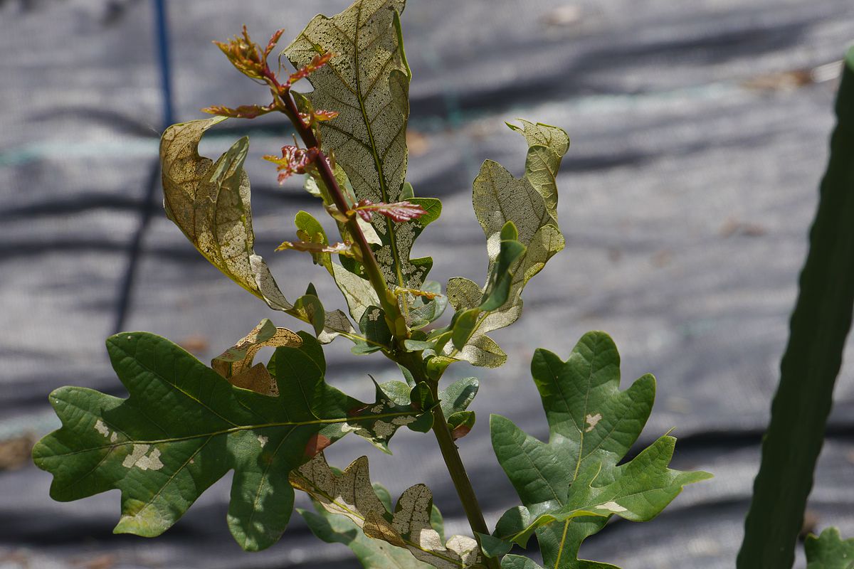 Development of a new shoot flush of the oak DF159. Photo: Sylvie Herrmann/UFZ