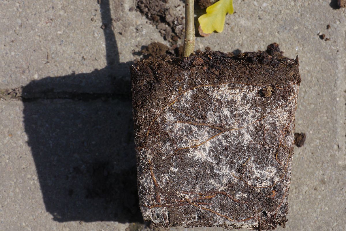 Mycorrhizas development on oak roots and mycelial network. Photo: Sylvie Herrmann/UFZ