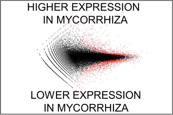 Assessment of gene expression levels of oak in mycorrhizal symbiosis with the fungus Piloderma croceum; red dots indicate differential gene expression. Graphic: Tarkka et al. 2013, doi: 10.1111/nph.12317