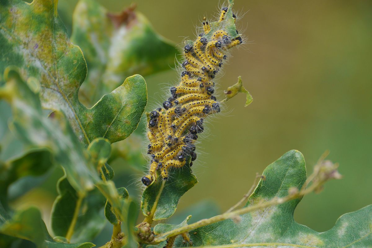Caterpillar attack on oak DF159 in Kreinitz (Middle-Germany). Photo: Sylvie Herrmann/UFZ Caterpillar attack on oak DF159 in Kreinitz (Middle-Germany). Photo: Sylvie Herrmann/UFZ