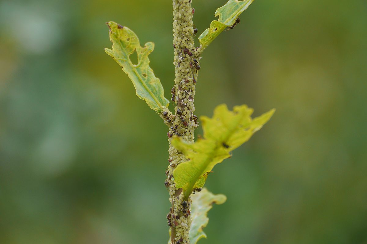 Aphids attack on oak DF159 in Kreinitz (Middle-Germany). Photo: Sylvie Herrmann/UFZ Aphids attack on oak DF159 in Kreinitz (Middle-Germany). Photo: Sylvie Herrmann/UFZ