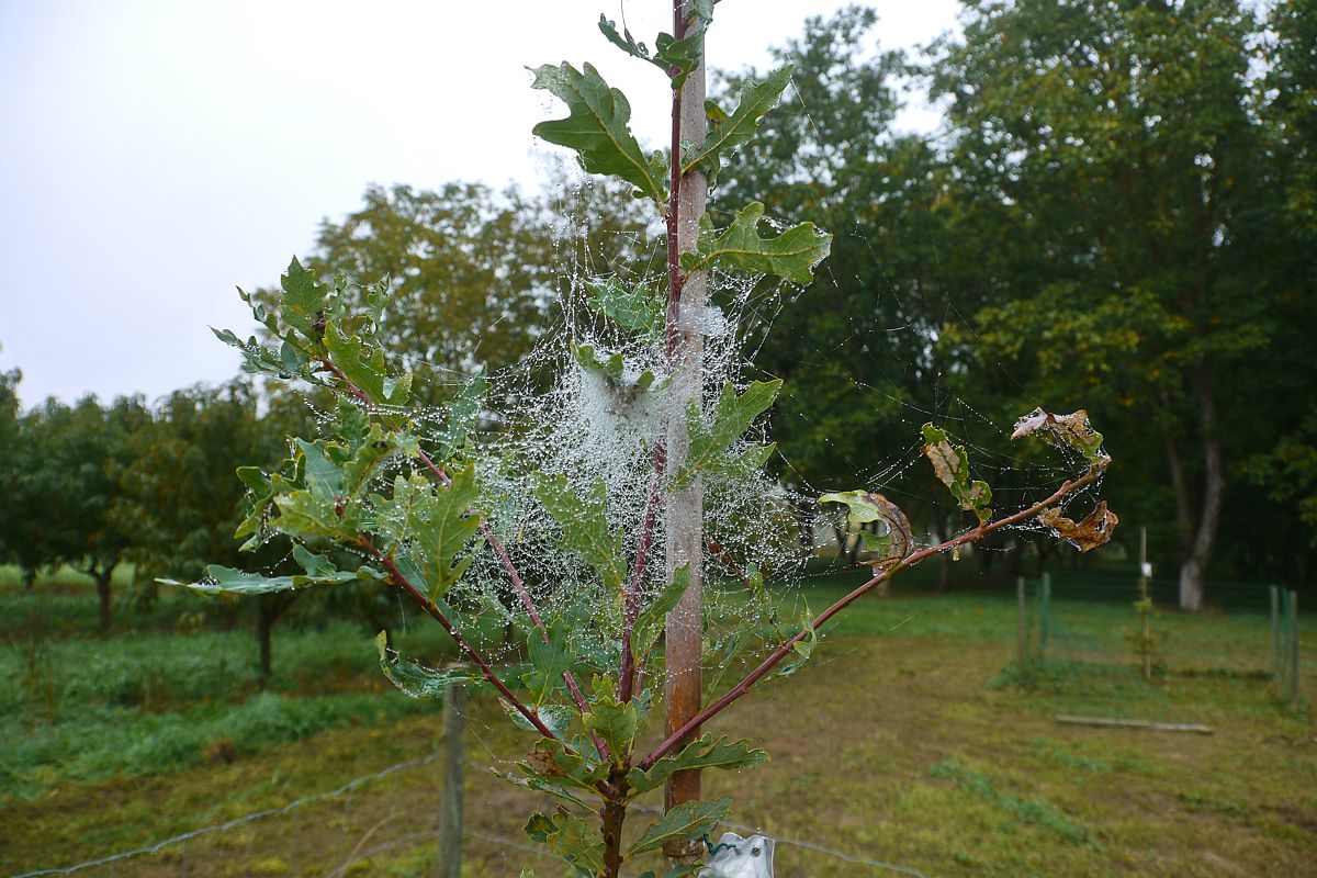 Spider webs on oak DF159 in the INRA Station of Bordeaux (France). Photo: Sylvie Herrmann/UFZ Spider webs on oak DF159 in the INRA Station of Bordeaux (France). Photo: Sylvie Herrmann/UFZ