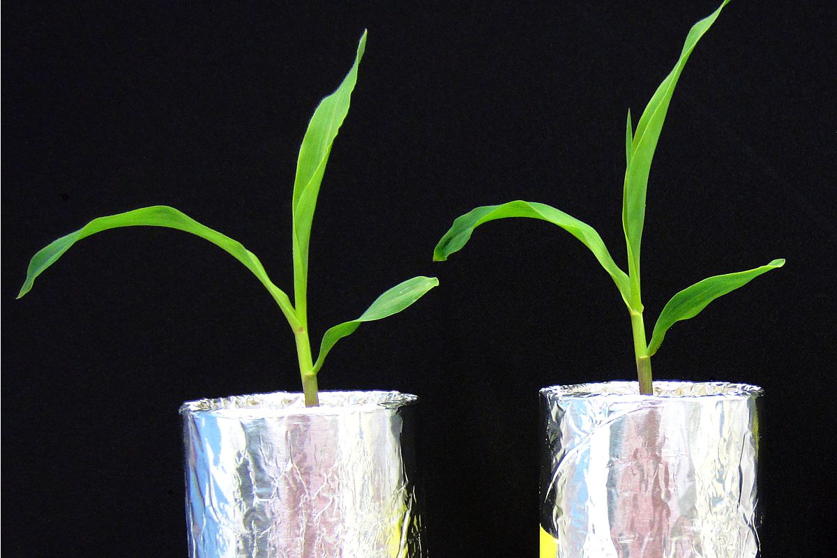 Maize Soil Column Experiment: maize plants at 2 weeks age on loamy soil; Priority program Rhizosphere. Photo: Mika Tarkka/UFZ