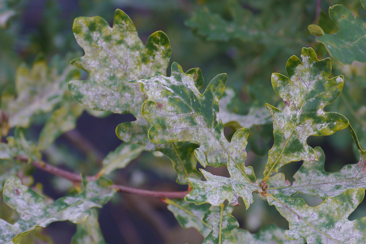 Mildew attack on oak DF159 at the field station of Bad Lauchstädt (Middle-Germany). Photo: Sylvie Herrmann/UFZ Mildew attack on oak DF159 at the field station of Bad Lauchstädt (Middle-Germany). Photo: Sylvie Herrmann/UFZ