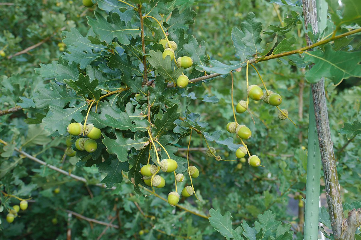 Acorn formation of Oak DF159 in Kreinitz (Middle-Germany). Photo: Sylvie Herrmann/UFZ Acorn formation of Oak DF159 in Kreinitz (Middle-Germany). Photo: Sylvie Herrmann/UFZ