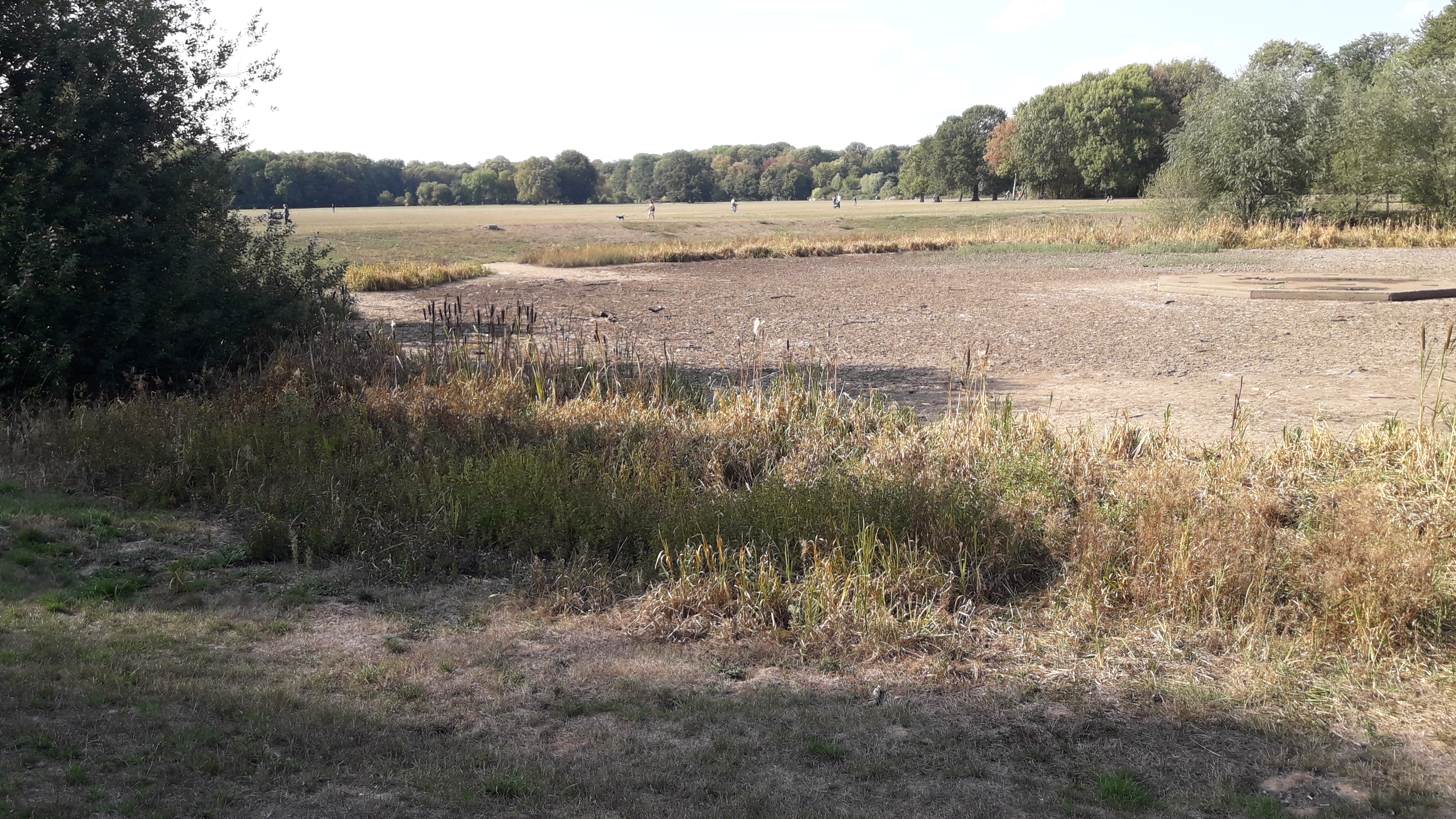 Teich Teich