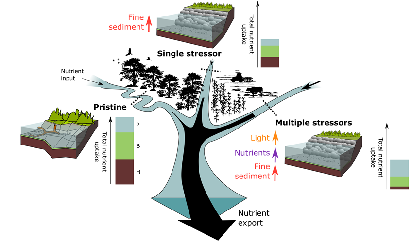 Nutrient uptake in streams draining catchments with different land use and stressor scenarios. Scheme: Daniel Graeber/UFZ Nutrient uptake in streams draining catchments with different land use and stressor scenarios. Scheme: Daniel Graeber/UFZ