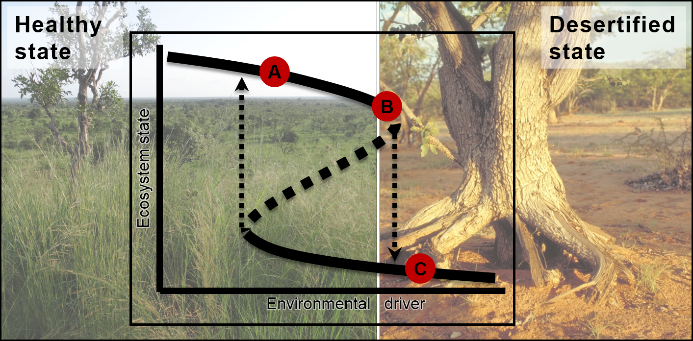 Schematic representation of the desertification tipping point (DTP) in an African savanna at which the ecosystem switches from a healthy state where the grass layer is dominated by perennial bunchgrasses (A,B) to a desertified state (C) characterized by bare soil, erosion and depleted seed banks. The switch follows a hysteresis pattern. Schematic representation of the desertification tipping point (DTP) in an African savanna at which the ecosystem switches from a healthy state where the grass layer is dominated by perennial bunchgrasses (A,B) to a desertified state (C) characterized by bare soil, erosion and depleted seed banks. The switch follows a hysteresis pattern.