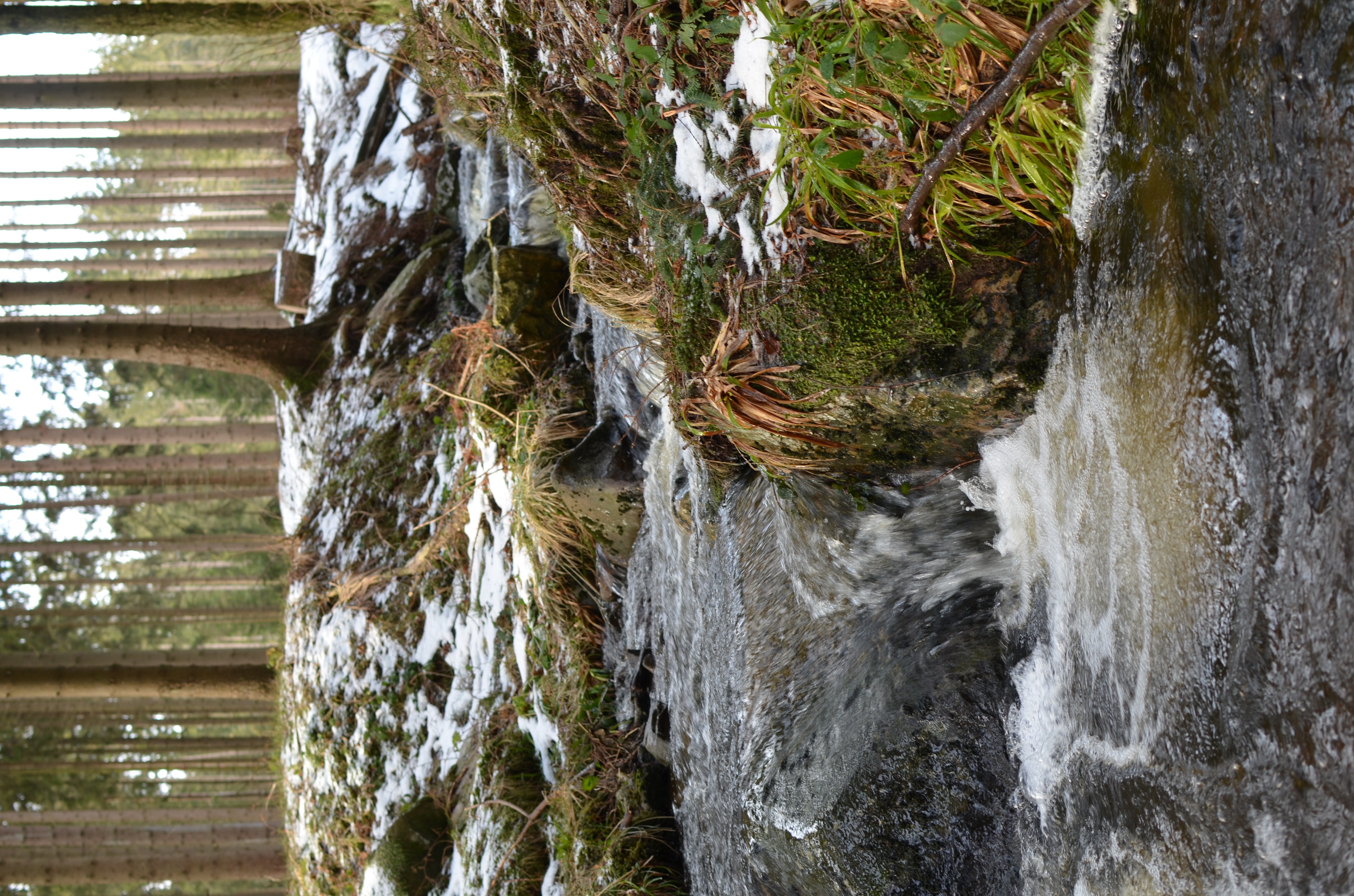 Wormsgraben (forested stream) during winter time