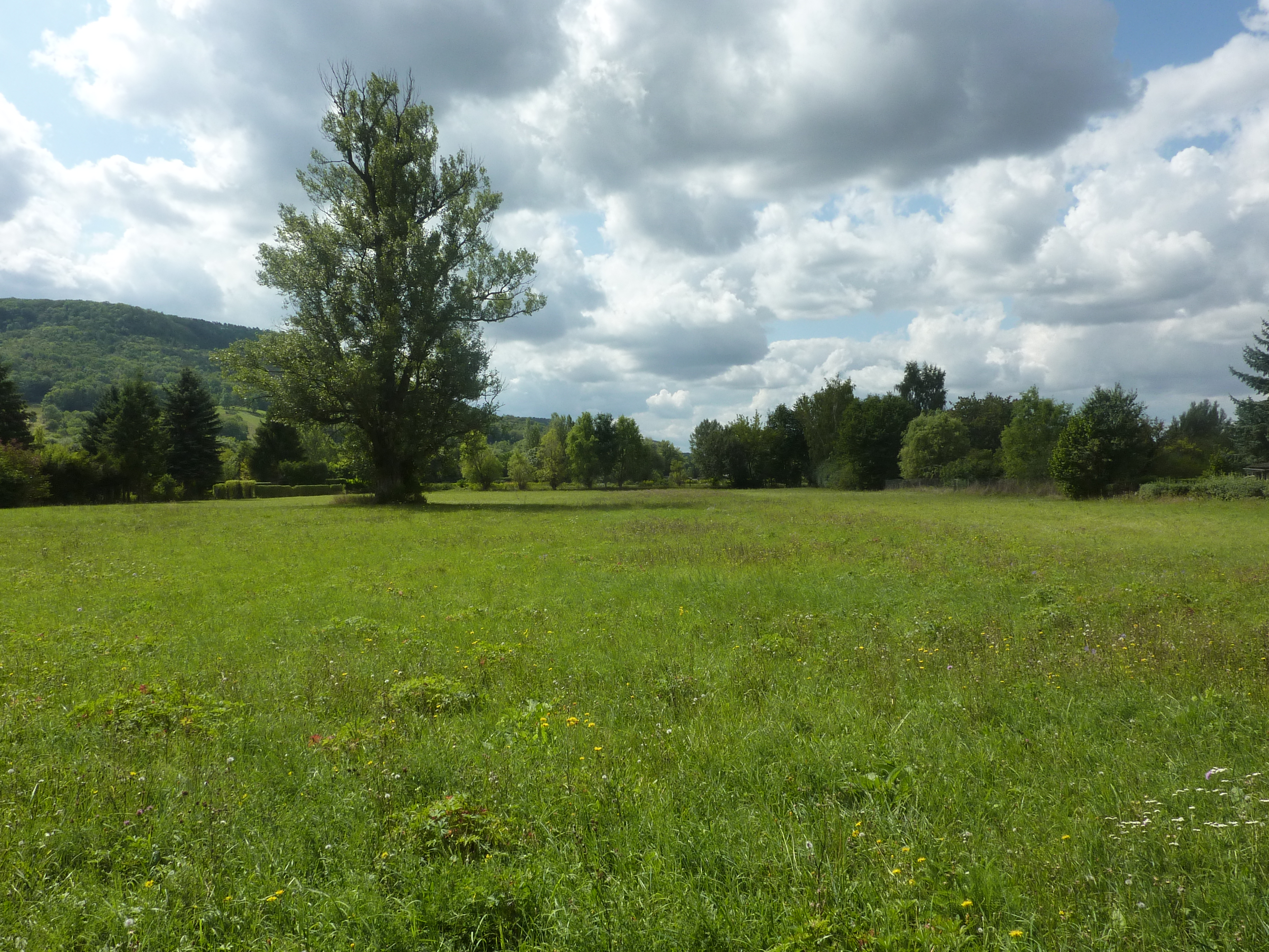 Plantpopnet Field Site Jena (Photo: Christiane Roscher)
