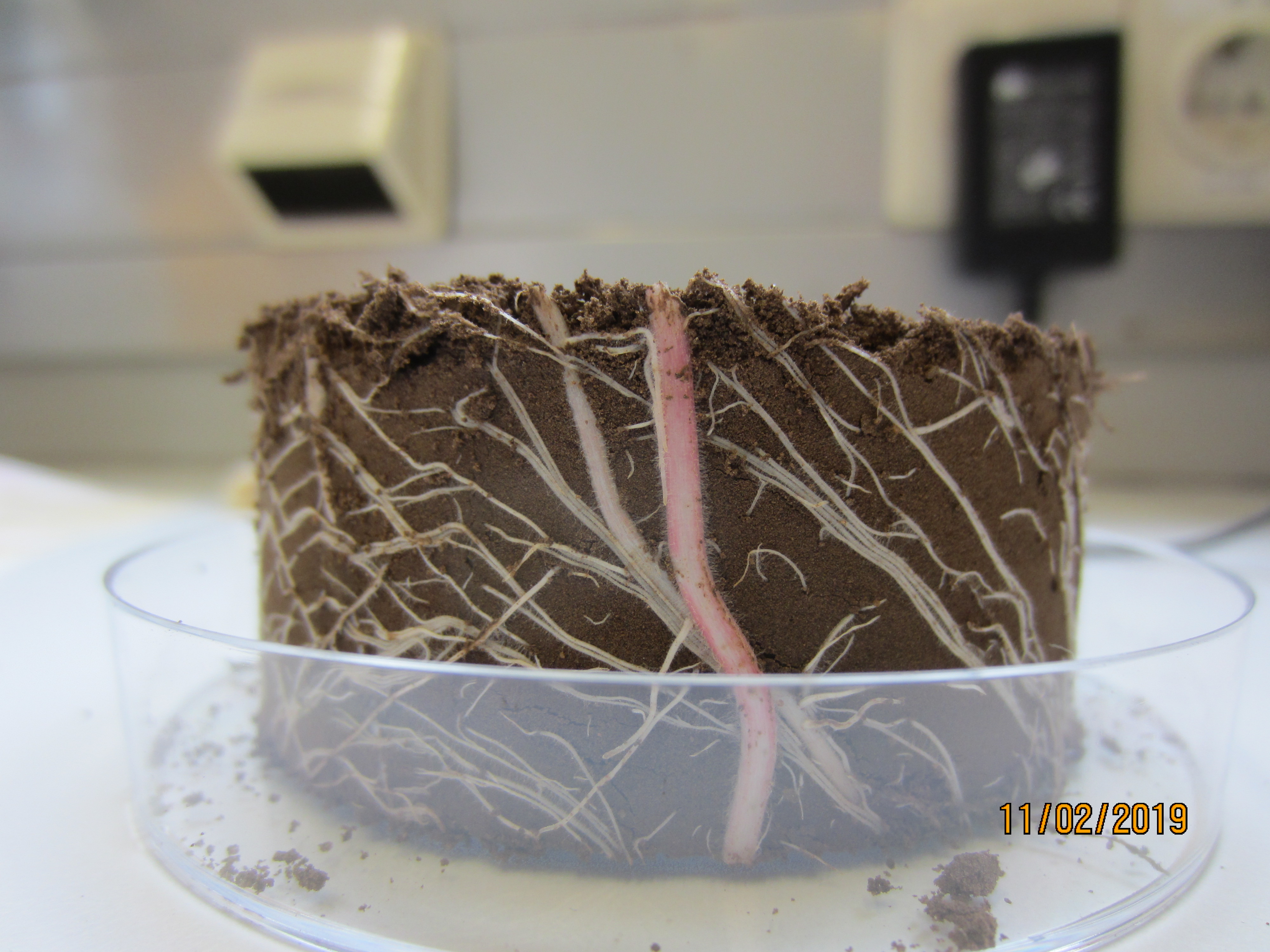 Maize root system in climate chamber experiment (Feb 2019)
