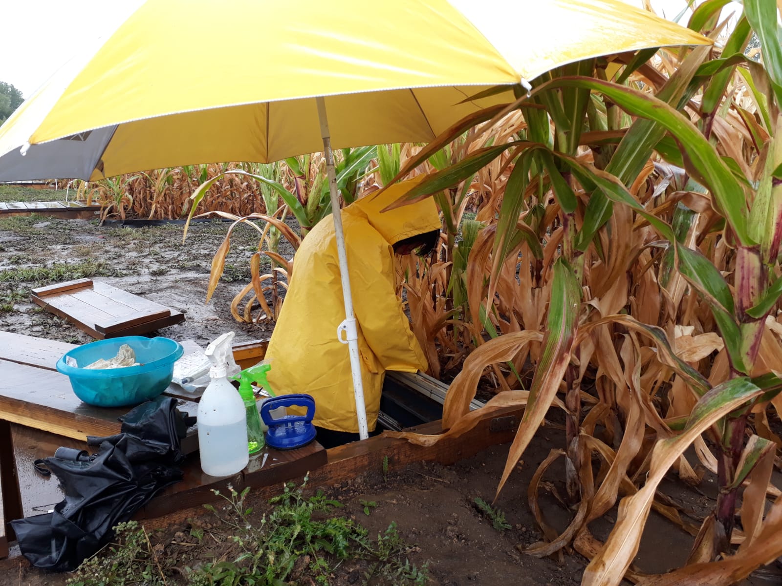 Feld-Probenahme an Rhizofenstern in Bad Lauchstädt (Sep 2019)