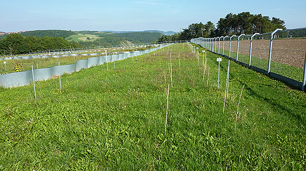 Nutrient Network Site in Jena.  Foto: Christiane Roscher