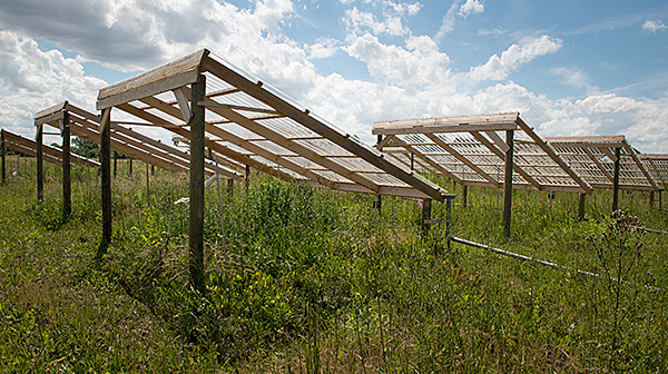 DroughtNet-Experiment in Bad Lauchstädt. Foto: Sebastian Wiedling/UFZ