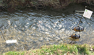 Kleingewässer Monitoring Deutschland - Probennahme Gewässer. Foto: UFZ