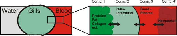 General compartmentalization of an uptake process trough gills leads to 4 coupled compartments General compartmentalization of an uptake process trough gills leads to 4 coupled compartments