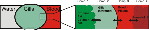 General compartmentalization of an uptake process trough gills leads to 4 coupled compartments