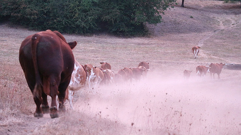 Ausgedörrte Rinderweide im Südschwarzwald. 
Foto: Martin Blum, August 2018