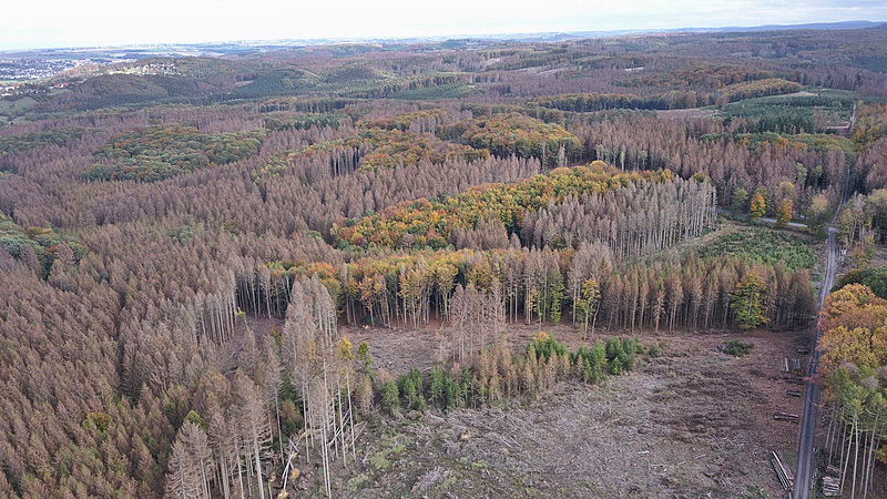 Naturkatastrophe im Wald. Borkenkäferbefall an Fichten im Möhnetal, Hochsauerlandkreis, Nordrhein-Westfalen.
Foto: Christoph Hentschel, Oktober 2019