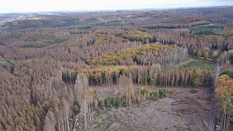 Naturkatastrophe im Wald. Borkenkäferbefall an Fichten im Möhnetal, Hochsauerlandkreis, Nordrhein-Westfalen.
Foto: Christoph Hentschel, Oktober 2019