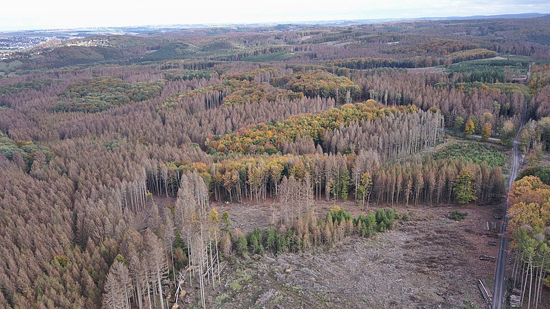 Naturkatastrophe im Wald. Borkenkäferbefall an Fichten im Möhnetal, Hochsauerlandkreis, Nordrhein-Westfalen.
Foto: Christoph Hentschel, Oktober 2019