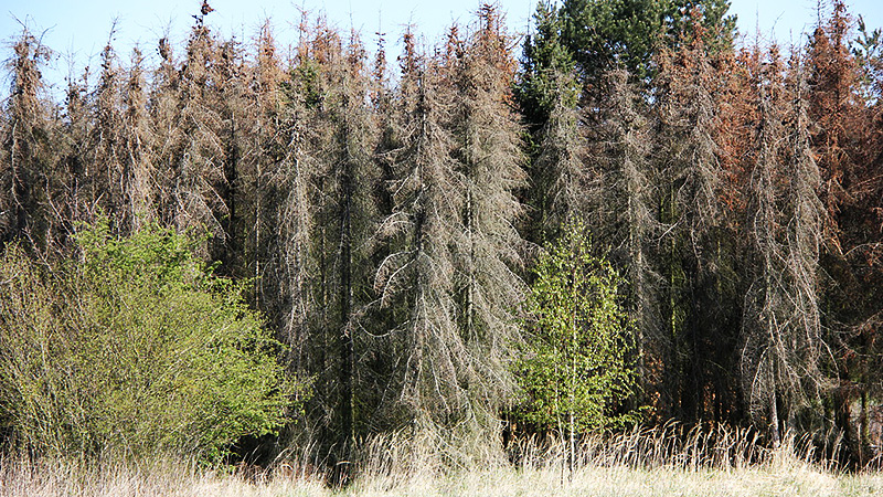 Das Ende einer Plantage. Schwarmstedt liegt im Süden des Heidekreises in Niedersachsen
Foto: Jürgen Rosenwinkel, April 2020.