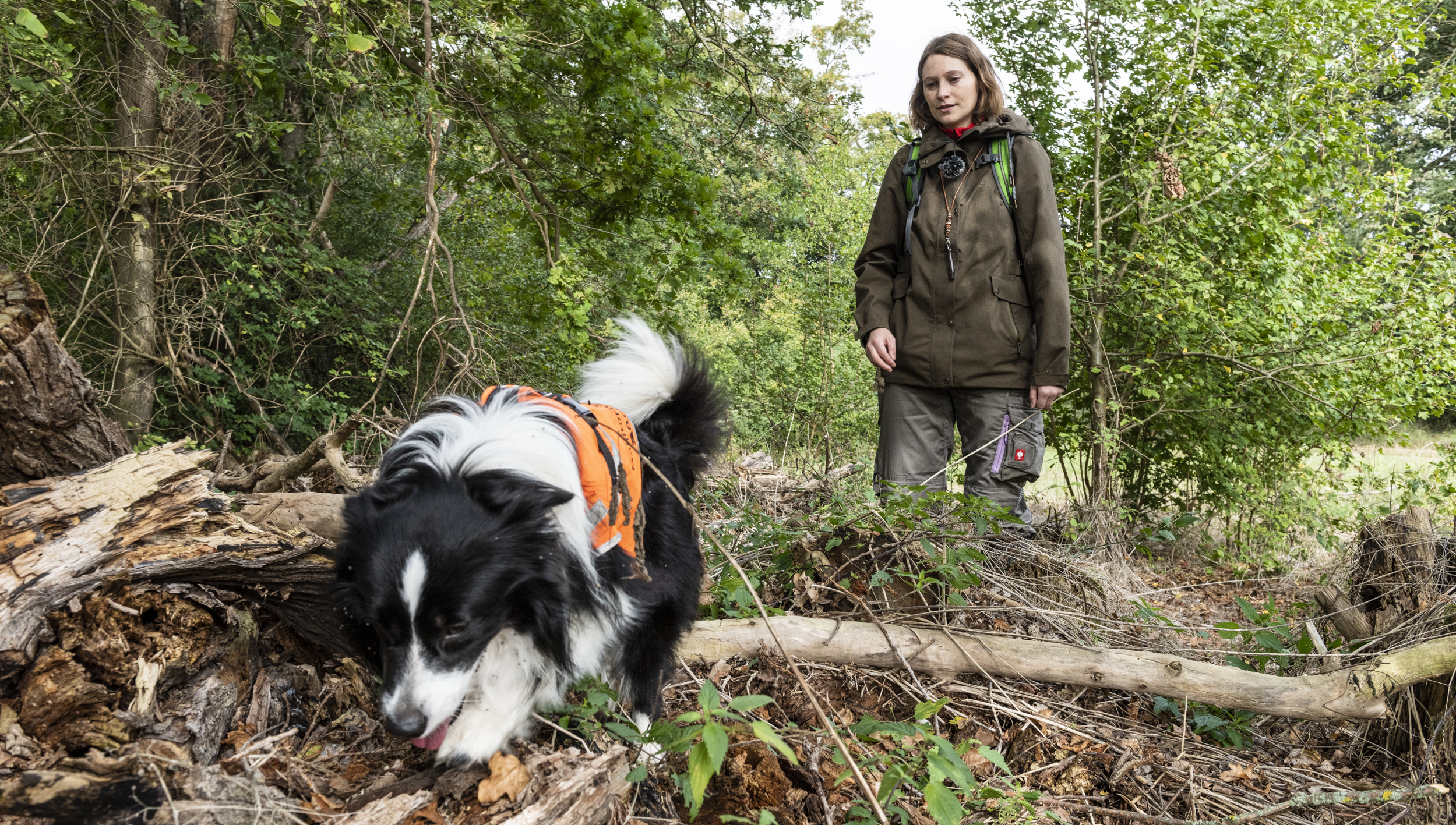 Spürhund Zammy sucht nach Teich- und Kammmolchen im Landhabitat