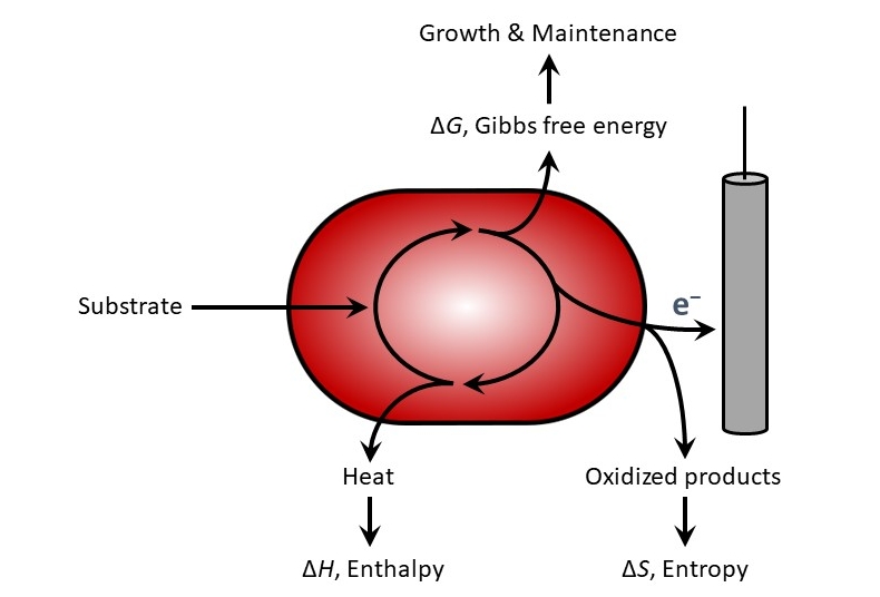 Energy conversions in electroactive microorganisms
