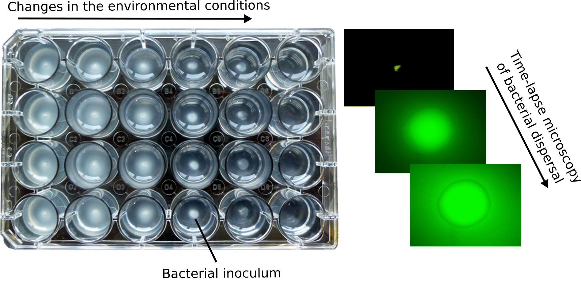 Synthetic microbial ecosystems