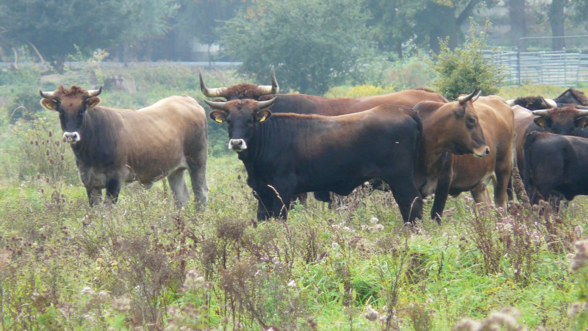 LippeAue - Extensive Weidehaltung mit Heckrindern, Foto: Hans D. Kasperidus