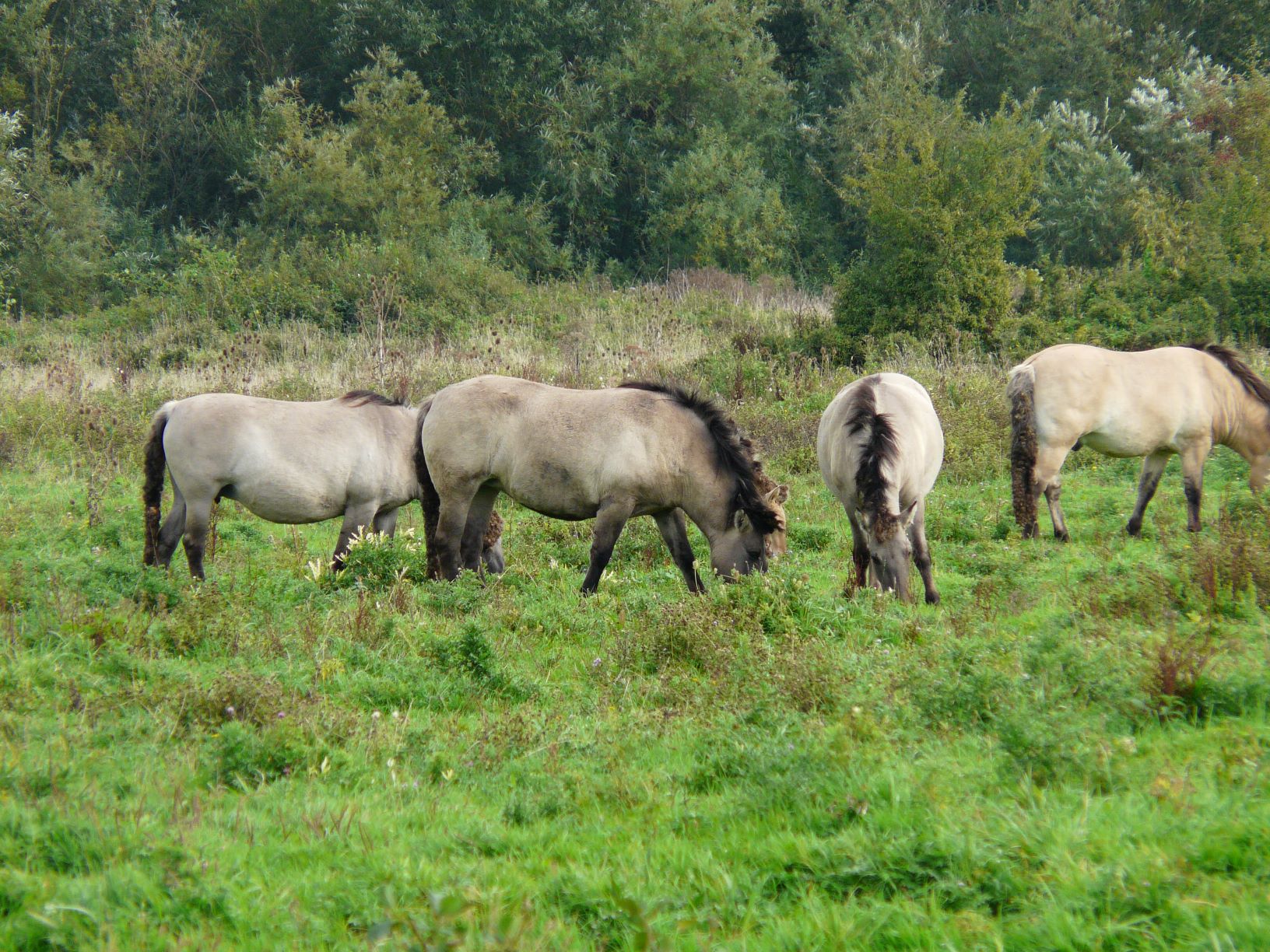 Auenlandschaft der Lipeaue, Extensive Weidehaltung mit Konics, Foto: Hans D. Kasperidus