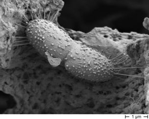 Soil bacterium Soil bacterium