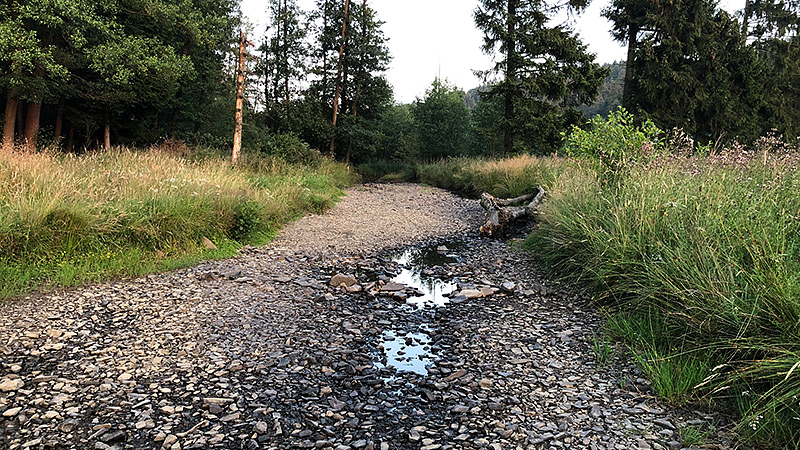 Der Bach Heve in Nordrhein-Westfalen im Sommer 2019. Der Bach sieht mehr aus wie ein Weg.
Foto: Jonathan Marx, Juli 2019.