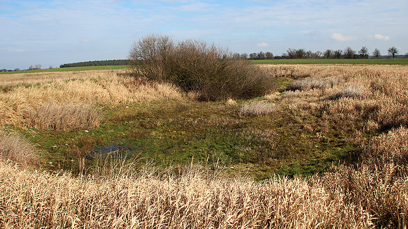 Ausgetrocknetes Feldsoll bei Müncheberg. Acht Amphibienarten, darunter Laubfrosch und Kamm-Molch, verloren 2020 ihren Lebensraum.
Foto: Thorsten Schönbrodt, März 2020.