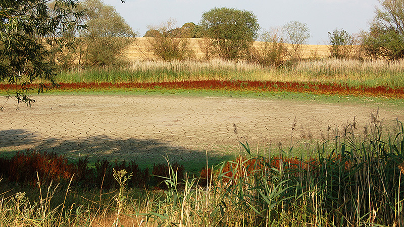 Ausgetrockneter Teich bei Gotha, nordöstlich von Leipzig. 
Foto: Michael Wossog, August 2020.