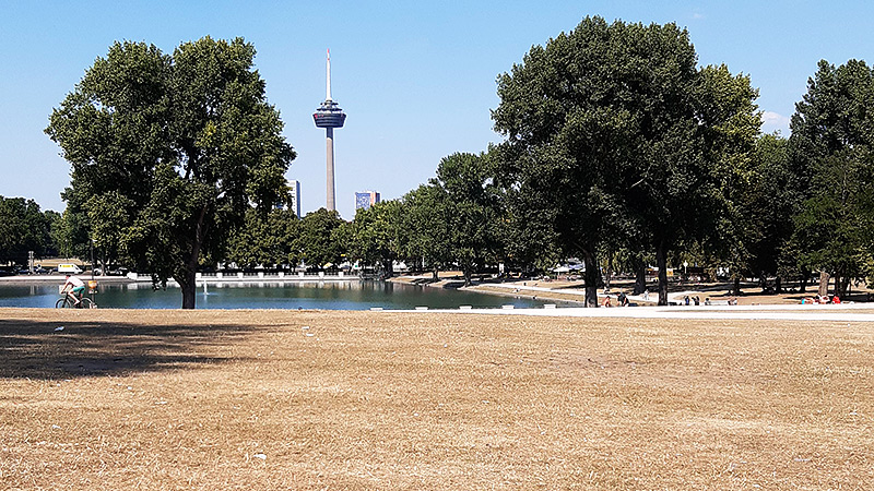 Köln, Aachener Weiher. In den letzten zwei Jahren war die Wiese immer vertrocknet, davor selten.
Foto: Moritz Meier, August 2020.