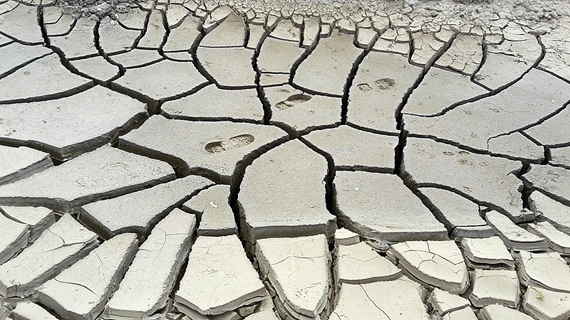 Spuren der Trockenheit. Unbewachsener toniger Boden mit Schrumpfungsrissen und Fußspuren bei Klein Quenstedt, Halberstadt.
Foto: Melanie Bräuer, Juli 2019.