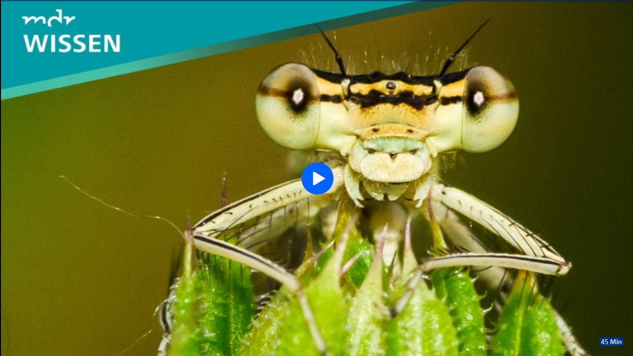 Wie geht es unseren Insekten?