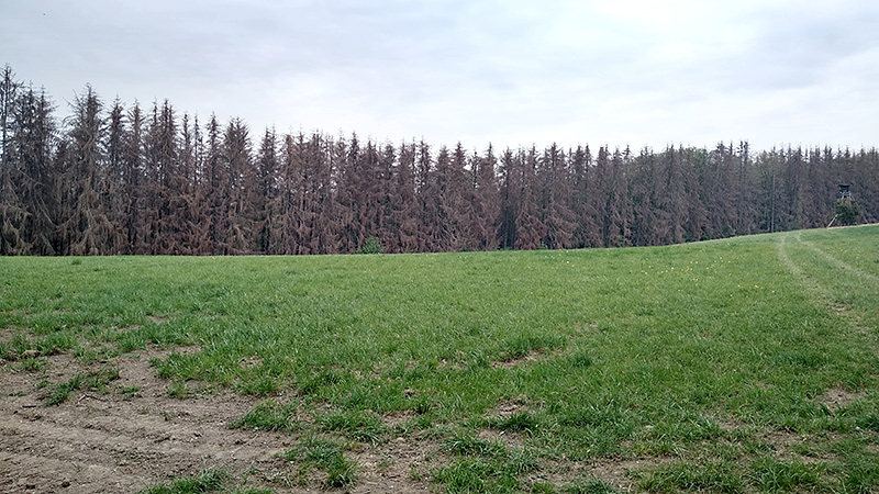 Toter Fichtenbestand im Bergischen Land, Wanderweg zwischen Hunger und Höffe, Nähe Odenthal.
Foto: Axel Kamischke, April 2020.